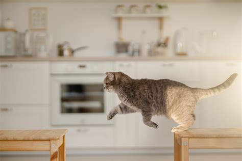 愛する猫に害を与えずにキッチンから遠ざける方法