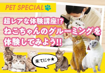 愛する猫のための快適なグルーミング体験：キャットグルーミングバッグのガイド