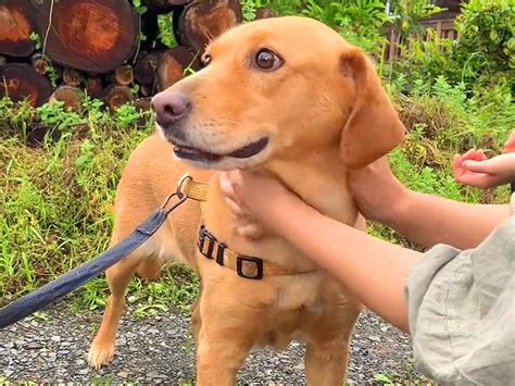 愛する飼い主を亡くした犬へのケアとサポート