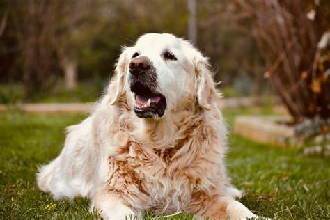 愛らしいレトリバー：究極の家族向け犬種