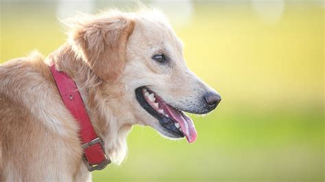 愛らしい犬のための首輪選びガイド ～愛犬を可愛く、安全に～