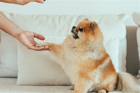 愛らしい相棒: ポメラニアンを飼うための包括ガイド