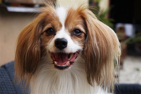 愛らしい茶色系犬種と名前の宝庫