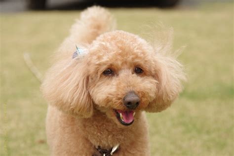 愛らしきプードルの魅力と飼い方