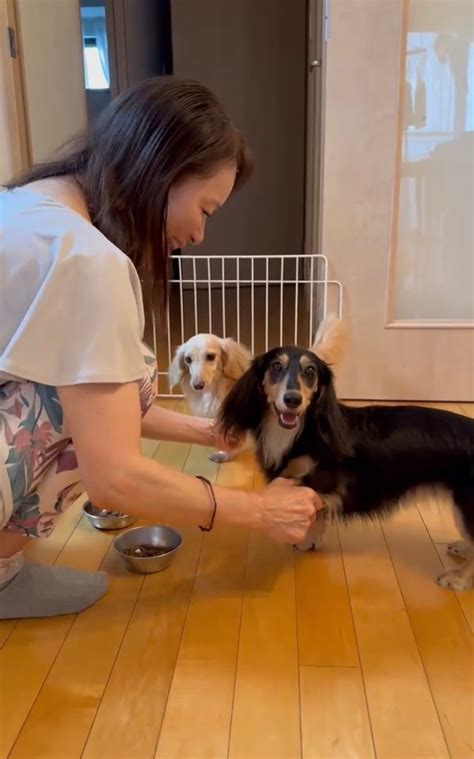 愛犬がご飯を食べてくれないと心配になりますよね。この悩みを抱えている飼い主さんは多いのではないでしょうか？