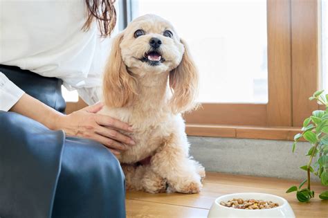 愛犬がドッグフードを食べないときの対処法