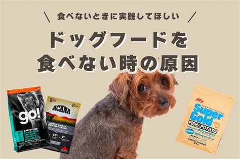 愛犬がドッグフードを食べない原因