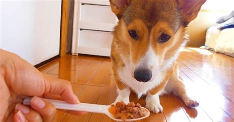 愛犬がドッグフードを食べない！原因と解決策