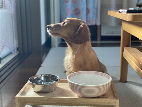 愛犬がドライフードを食べないときの対処法