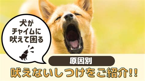 愛犬が吠えすぎるのはなぜ？原因と解決策を徹底解説