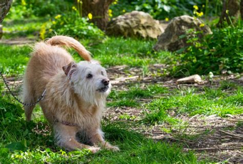 愛犬が唸る原因と対処法