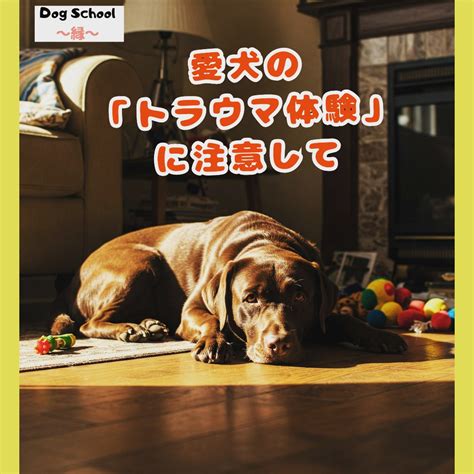 愛犬が噛みつくようになったら