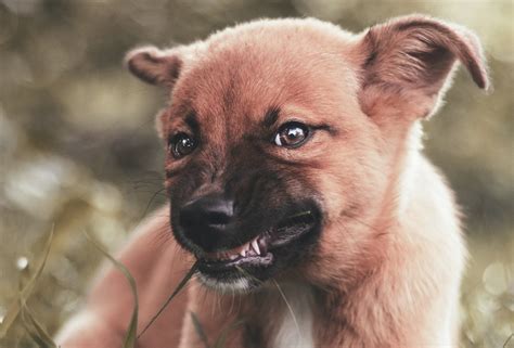 愛犬が噛む：原因と予防策