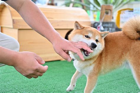 愛犬が噛んでしまう時の対処法と予防策