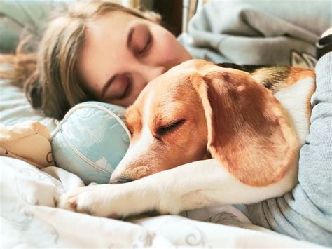 愛犬が夢に出てくる意味を徹底解説！