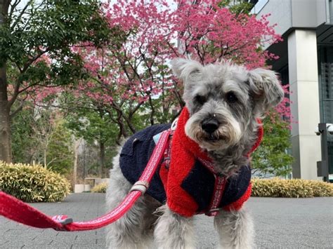 愛犬が幸せだったかどうかを確認する方法