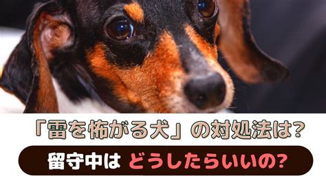 愛犬が怖がる原因と対処法を徹底解説