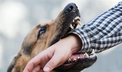 愛犬が手に噛み付いてしまう原因と対策