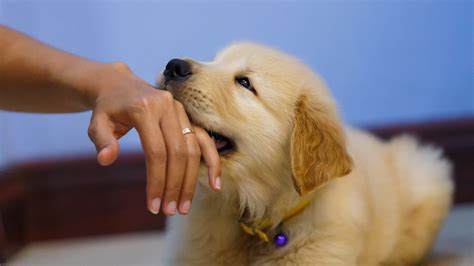 愛犬が手をかむ問題：原因・対策・予防法