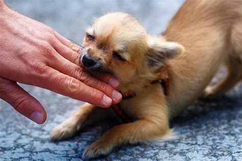 愛犬が手を噛む]