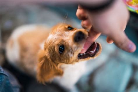 愛犬が手を噛むので