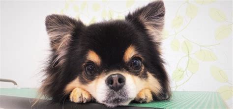 愛犬が排尿に苦しんでいる