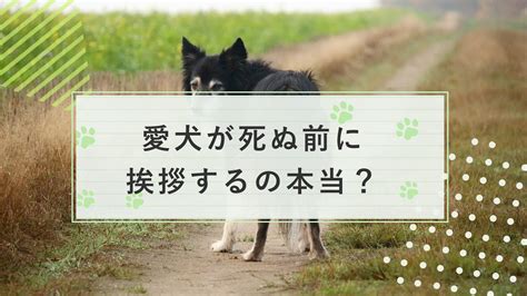 愛犬が決められた場所にトイレをする習慣