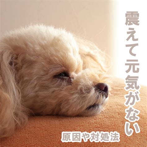 愛犬が震えて元気ない原因と対策