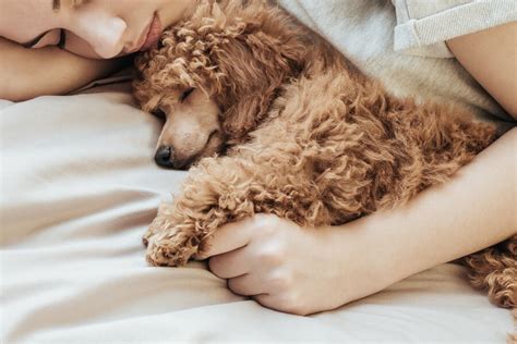 愛犬が飼い主の上で寝る理由と対処法