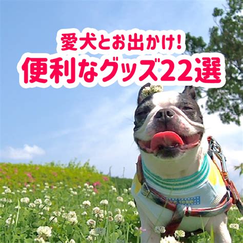 愛犬とのお出かけに欠かせない！ゴールデンの足を守るブーツ選びのすべて