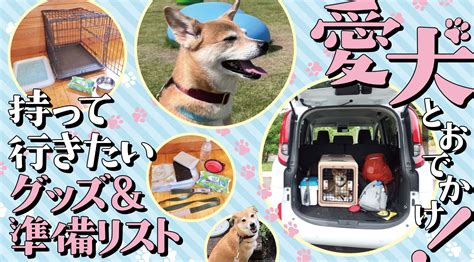 愛犬とのお出かけを快適にするドライブペットの選び方と注意すべきポイント