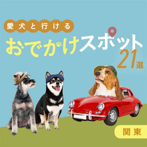 愛犬とのお出かけ先や自宅での使用に便利な折りたたみケージ