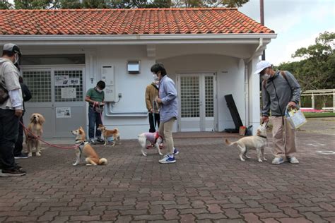 愛犬とのコミュニケーションの向上: