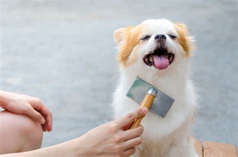 愛犬とのブラッシング：美しさと健康を保つためのガイド