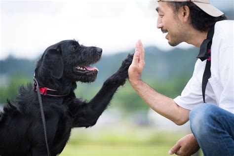 愛犬との信頼関係を深める！呼び戻しトレーニングの究極ガイド