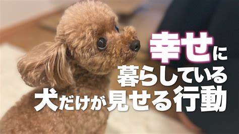 愛犬との幸せな日々を過ごすための仔犬しつけガイド