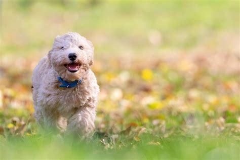 愛犬との幸せな暮らしのために：おすすめ犬種と選び方