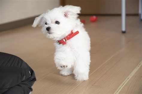 愛犬との幸せな生活のために！パピーのしつけ完全ガイド