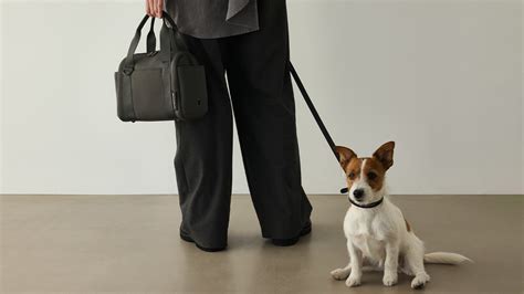 愛犬との時間をより豊かに: