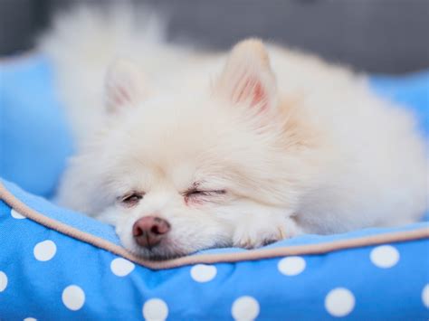 愛犬との最期の時間をより良く過ごすために