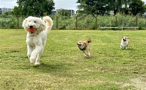 愛犬との楽しいひとときを満喫！長久手市のドッグラン徹底ガイド