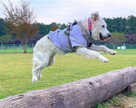 愛犬との楽しい毎日を送るために！おすすめ犬種紹介