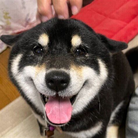 愛犬との生活を彩るオンラインショップガイド