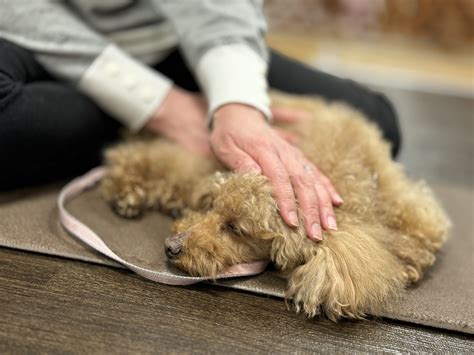 愛犬との素敵な毎日を彩るシーズー雑貨の世界