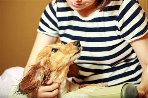 愛犬との絆の再発見