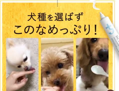 愛犬との絆を深める！効果的な呼び戻しトレーニング術で愛犬とのコミュニケーションを向上させよう