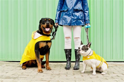 愛犬との雨の日散歩を快適にするレインブーツの選び方と活用法