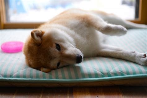 愛犬と一緒にひんやり快適な夏を過ごすには？ひんやりシーツで解決！