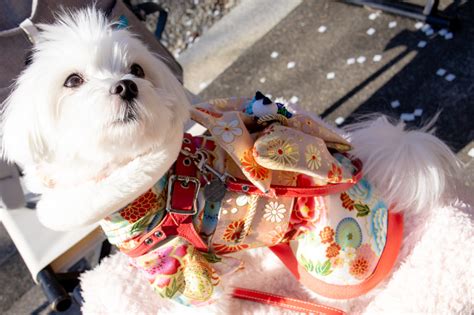 愛犬と一緒に健康で幸せな生活を送る