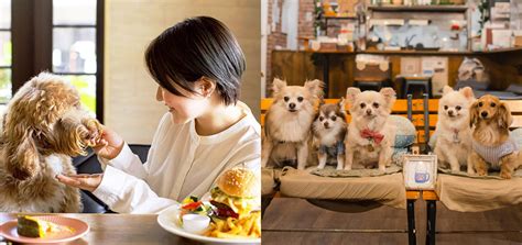 愛犬と一緒に楽しめる「ドッグカフェ」徹底ガイド